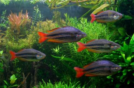 Меланотаения Австралийская радужница трехполосая (Melanotaenia Australis)
