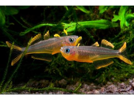 Радужница карликовая Попондетта Фурката (Pseudomugil furcatus) 