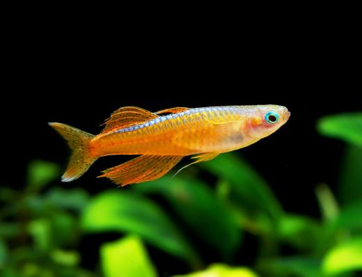 Радужница карликовая Псевдомугил Паскай (Pseudomugil sp.Red neon)