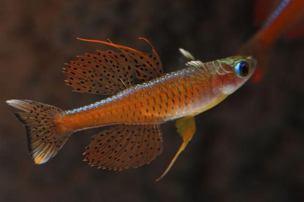 Радужница карликовая Псевдомугил Паскай (Pseudomugil sp.Red neon)