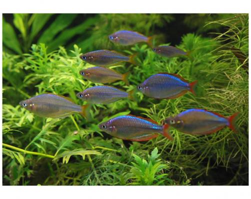 Радужница Неоновая (Melanotaenia Praecox)