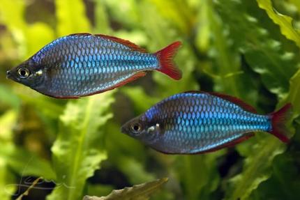 Радужница Неоновая (Melanotaenia Praecox)