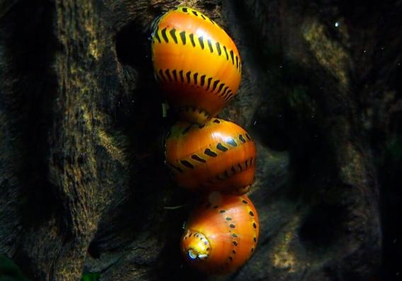Улитка Тигровая неретина (Tiger Nerite Snail)  недорого купить с доставкой в магазине Амигофиш