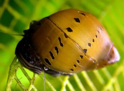 Улитка Тигровая неретина (Tiger Nerite Snail)  недорого купить с доставкой в магазине Амигофиш