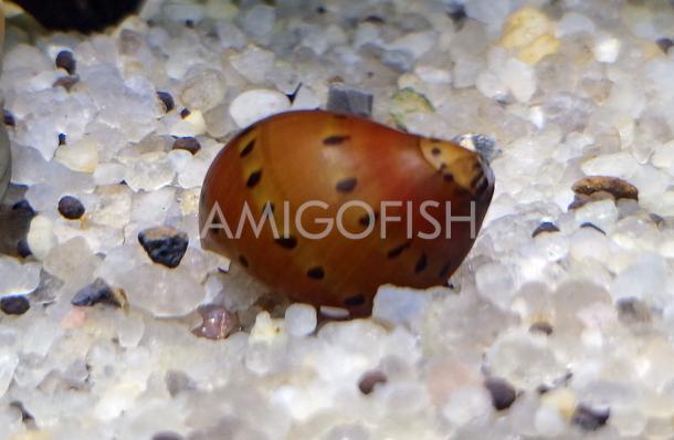 Улитка Тигровая неретина (Tiger Nerite Snail)  недорого купить с доставкой в магазине Амигофиш