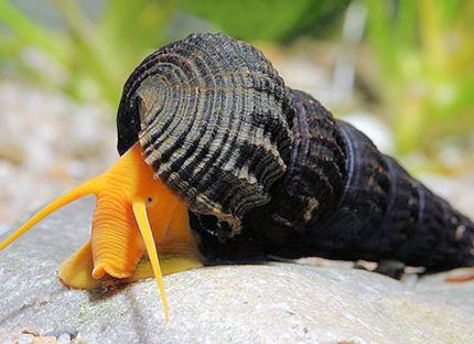 Улитка Оранжевый кролик (Rabbit Snail), Тиломелания (Tylomelania) 3,5 - 5 см