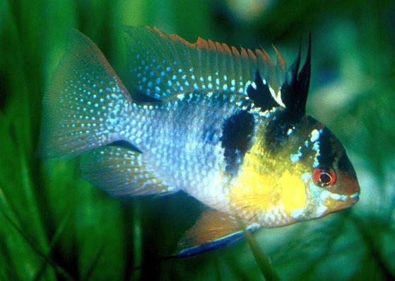 Цихлида Апистограмма Рамирези баллон (Microgeophagus Ramiresi)