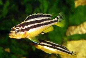 prodtmpimg/15116955153073_-_time_-_07-2.auratus-cichlid.jpg