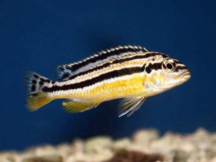 Цихлида Меланхромис Ауратус (Melanochromis auratus)