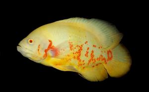 prodtmpimg/15117074438445_-_time_-_astronotus_4.jpg