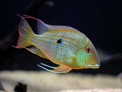 Цихлида Геофагус Суринамский (Geophagus surinamensis)-наличие подтверждается 3,5 - 4,5 см
