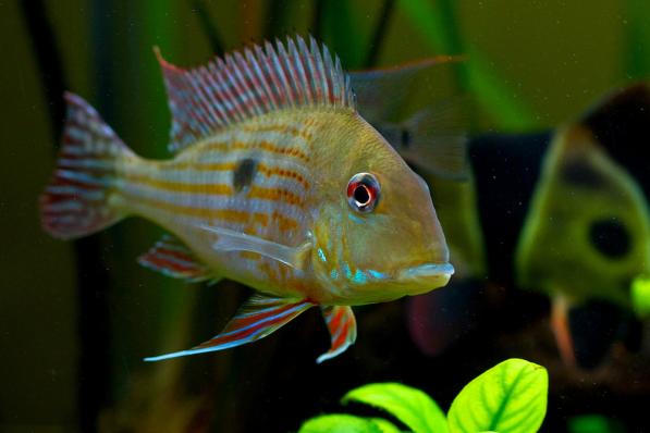 Цихлида Геофагус Суринамский (Geophagus surinamensis)-наличие подтверждается