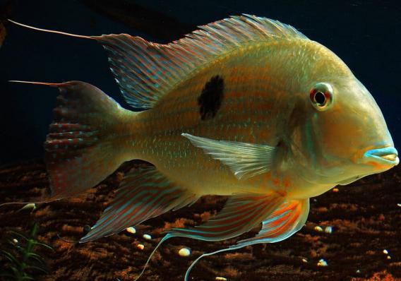 Цихлида Геофагус Суринамский (Geophagus surinamensis)-наличие подтверждается