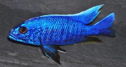 Цихлида Хаплохромис Джексона (Sciaenochromis fryeri) или Васильковый Джексон