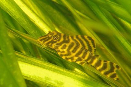 Сом Номерной Пеколтия L 080 Сп (Peckoltia Sp)