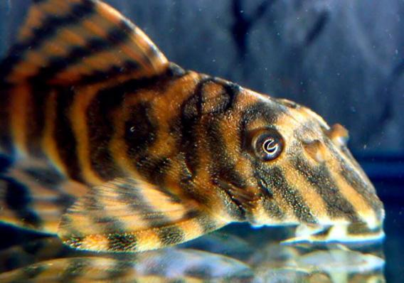 Сом Номерной Пеколтия L 080 Сп (Peckoltia Sp)