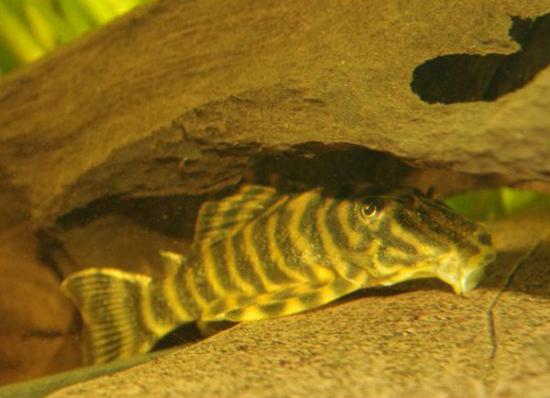 Сом Номерной Пеколтия L 080 Сп (Peckoltia Sp)