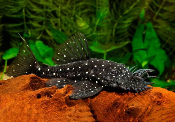 Сом номерной Анциструс бриллиантовый L184  (Brilliant Bristlenose Pleco L184)