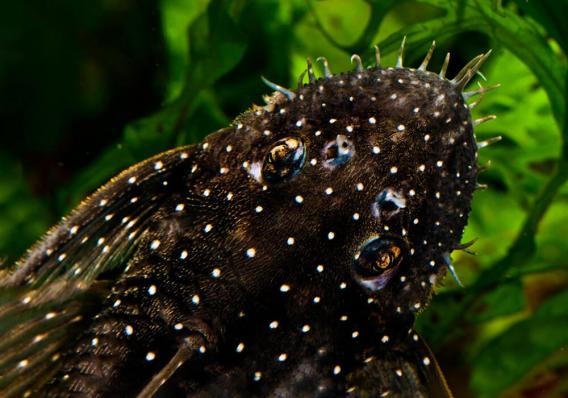 Сом номерной Анциструс бриллиантовый L184  (Brilliant Bristlenose Pleco L184)