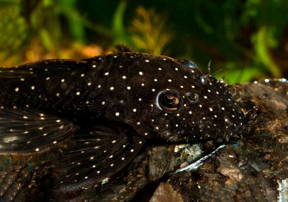 Сом номерной Анциструс бриллиантовый L184  (Brilliant Bristlenose Pleco L184)