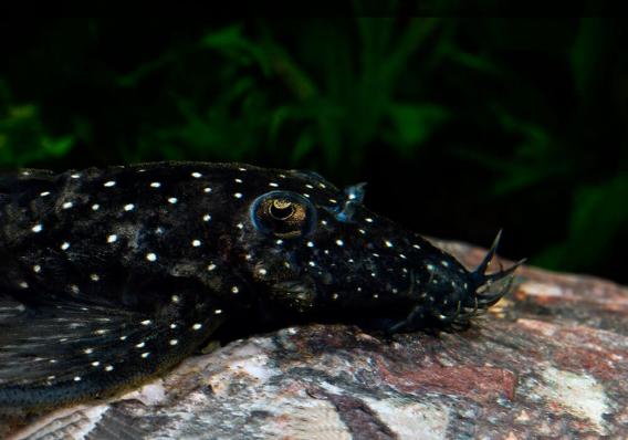 Сом номерной Анциструс бриллиантовый L184  (Brilliant Bristlenose Pleco L184)