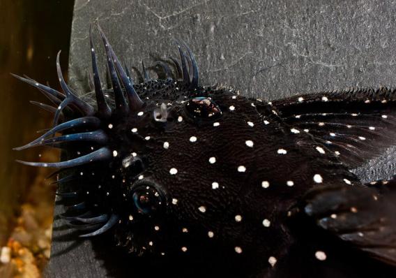 Сом номерной Анциструс бриллиантовый L184  (Brilliant Bristlenose Pleco L184)