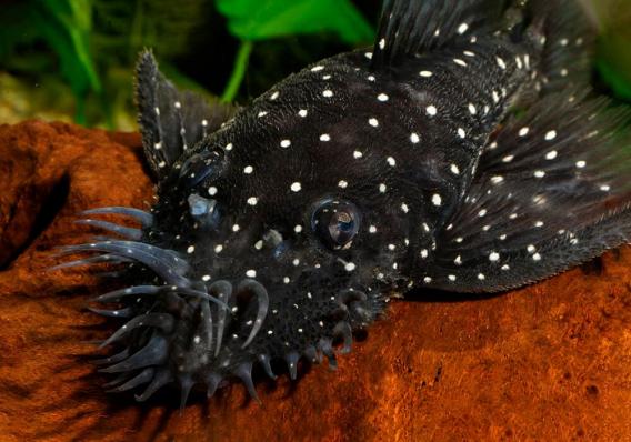 Сом номерной Анциструс бриллиантовый L184  (Brilliant Bristlenose Pleco L184)