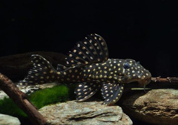 Сом номерной L201 Гипанциструс инспектор (Hypancistrus sp. L201)