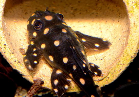 Сом номерной L201 Гипанциструс инспектор (Hypancistrus sp. L201)