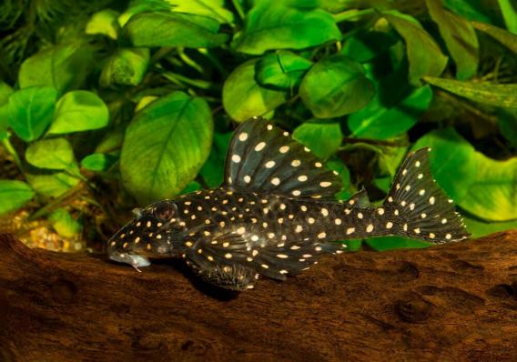 Сом номерной L201 Гипанциструс инспектор (Hypancistrus sp. L201)