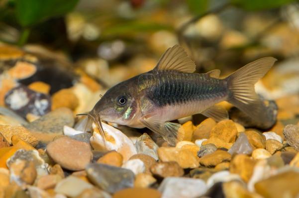 Сомик Коридорас Золотистый, Бронзовый Коридорас (Corydoras Aeneus) 2,5 - 3 см