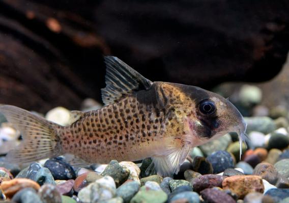 Сомик Коридорас Вотрой, 6 см. (Corydoras Wotroi)
