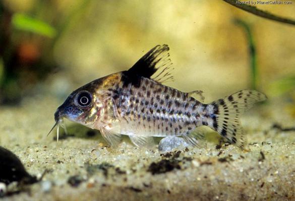 Сомик Коридорас дельфакс, Коридорас-свинка (Corydoras delphax)