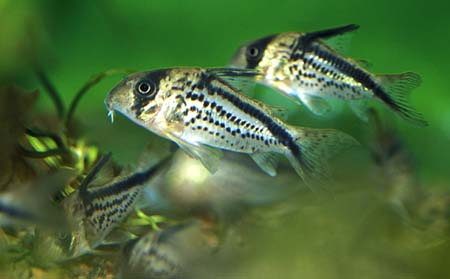 Сомик Коридорас Локсозонус (Corydoras Loxozonus)