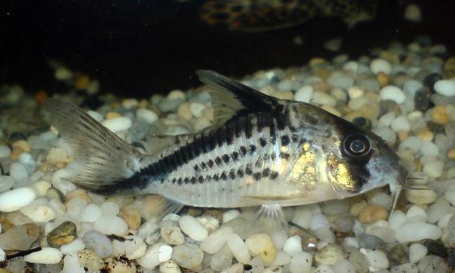 Сомик Коридорас Локсозонус (Corydoras Loxozonus)