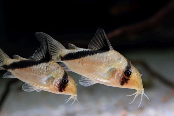 Сомик Коридорас Мелини, коридорас диагональнополосый (Corydoras melini)