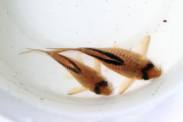 Сомик Коридорас Мелини, коридорас диагональнополосый (Corydoras melini)
