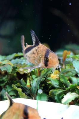 Сомик Коридорас Мелини, коридорас диагональнополосый (Corydoras melini)