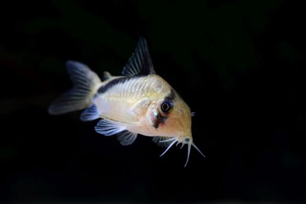Сомик Коридорас Мелини, коридорас диагональнополосый (Corydoras melini)
