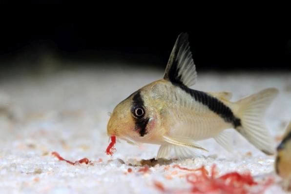 Сомик Коридорас Мелини, коридорас диагональнополосый (Corydoras melini)