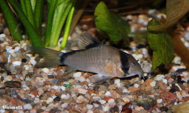 Сомик Коридорас Мета, Масковый Коридорас (Corydoras Metae)
