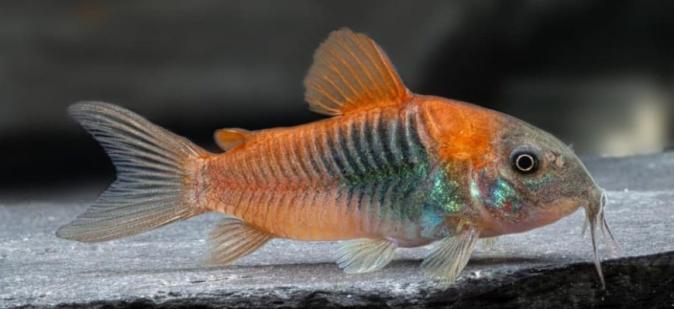 Сомик Коридорас Перу Флуоресцентный Оранж (Соrydoras Venezuelanus Orange)