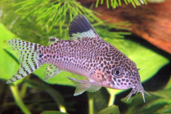 Коридорас Пунктатус, Сомик пятнистый (Corydoras Punctatus)