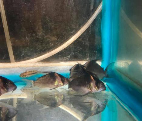 Коридорас Cw045 (Corydoras Sp Cw045)