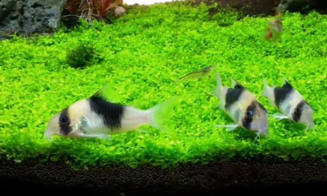 Коридорас Cw051 (Corydoras Sp Cw-51)