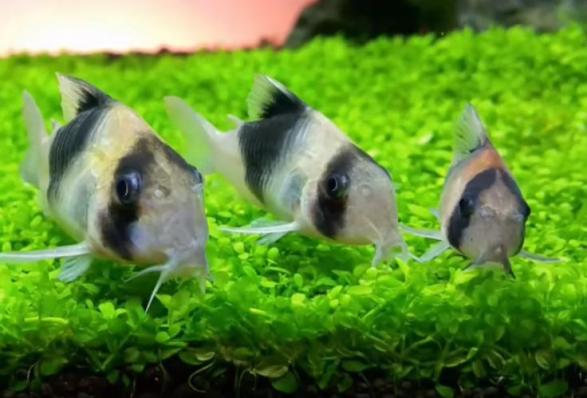 Коридорас Cw051 (Corydoras Sp Cw-51)