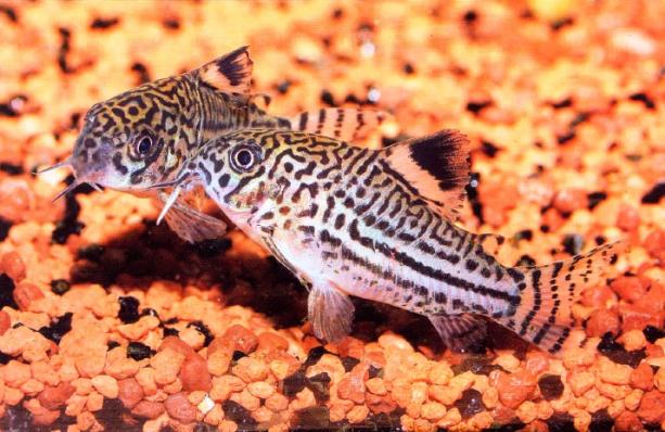 Коридорас Трилинеатус или Коридорас Леопардовый(Corydoras Trilineatus)
