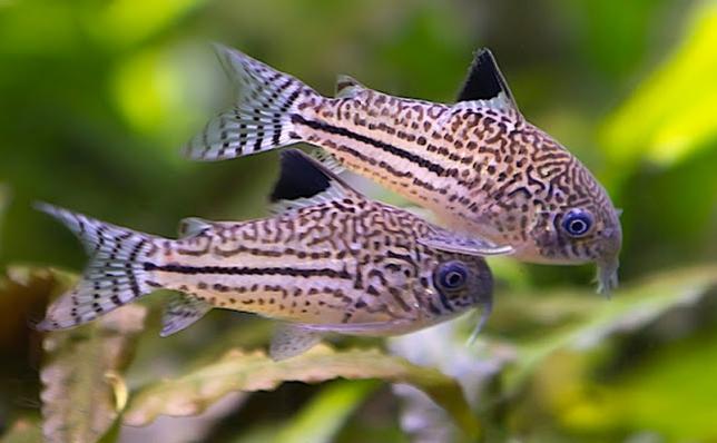 Коридорас Трилинеатус или Коридорас Леопардовый(Corydoras Trilineatus)