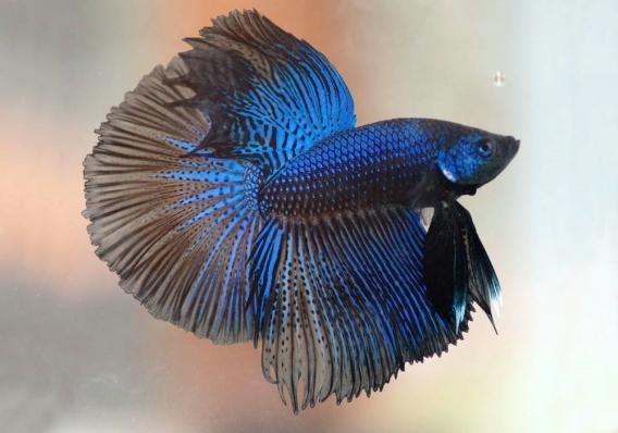 Петушок Халф Мун (Betta male Halfmoon) Люкс