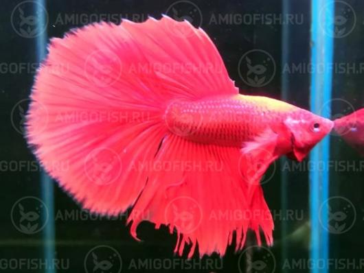 Петушок Халф Мун (Betta male Halfmoon) Люкс